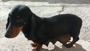 Rescataron a 10 perros salchichas de un criadero ilegal en Cipolletti: una perra era obligada a parir cachorros