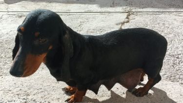 Rescataron a 10 perros salchichas de un criadero ilegal en Cipolletti: una perra era obligada a parir cachorros