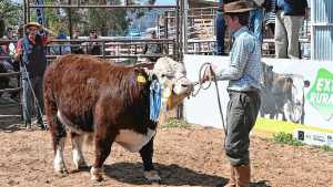 Las ventas de reproductores cerraron la 14° Expo Rural del Alto Valle