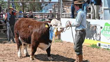 Las ventas de reproductores cerraron la 14° Expo Rural del Alto Valle