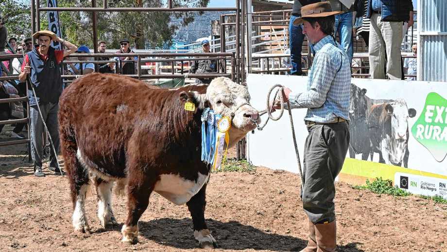 Ventas de reproductores en la Expo Rural del Alto Valle. (Foto: Juan Thomes)
