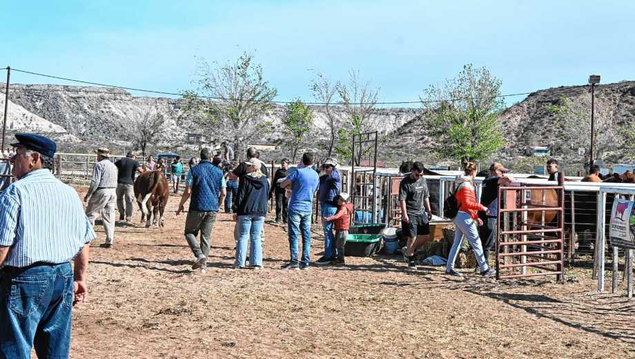 Momento previo a la jura de Angus y Hereford, con mucho movimiento en los corrales.