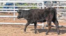 Imagen de Ganadería bovina en Neuquén: “La idea es exportar genética y carne de Wagyu”
