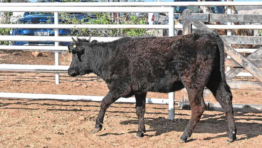 Ejemplar de Wagyu presentado en la Expo Rural del Alto Valle.