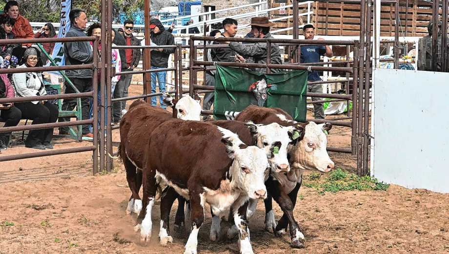 El circuito de exposiciones rurales de primavera de Río Negro cierra en Roca.