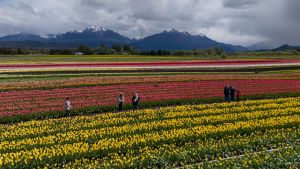 El mosquetal que se convirtió en un campo de 4 millones de tulipanes en Trevelin: el pueblo que despierta en colores