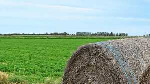 El agro cerró octubre con el tercer mejor aporte de dólares en 2025: superó los US$34.500 millones