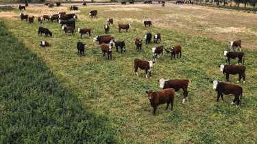 ¿Compraste el ternero caro?: La salida es por arriba