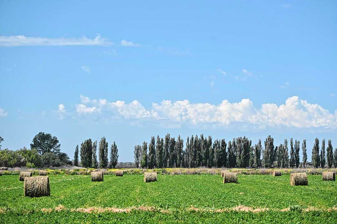 Entre 3.700 y 3.800 kilos de materia seca por hectárea por corte de alfalfa logró Gonzalo Pasos este año. Foto: Juan Thomes.