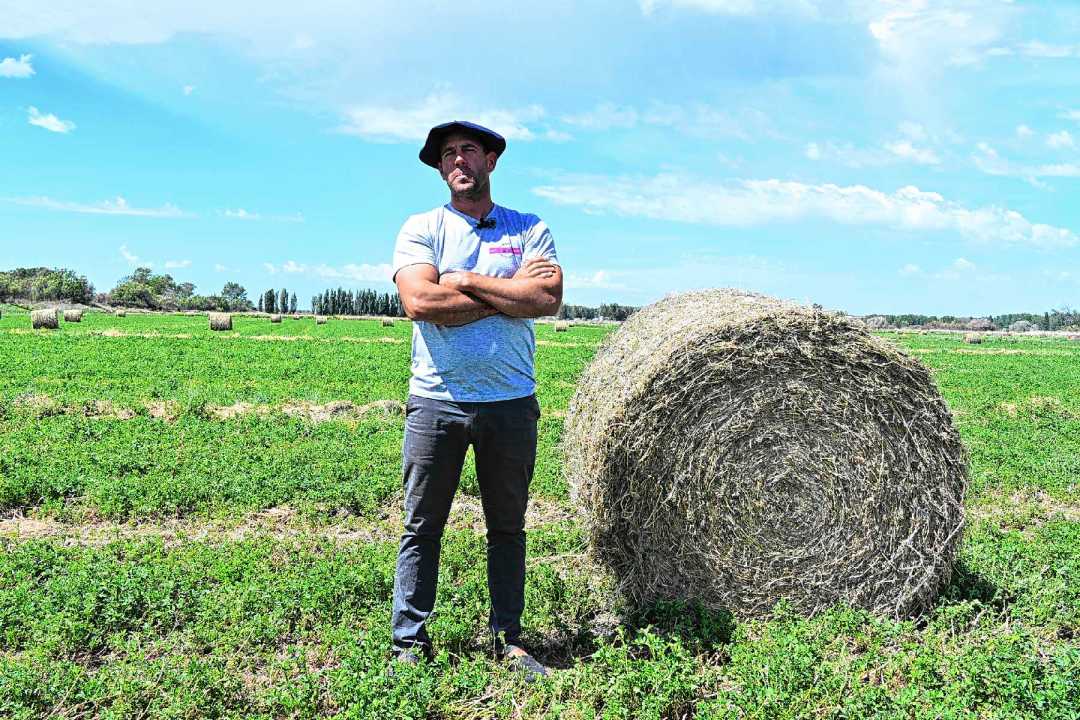 El 80% de la chacra en Idevi se destina a alfalfa. Foto: Juan Thomes.