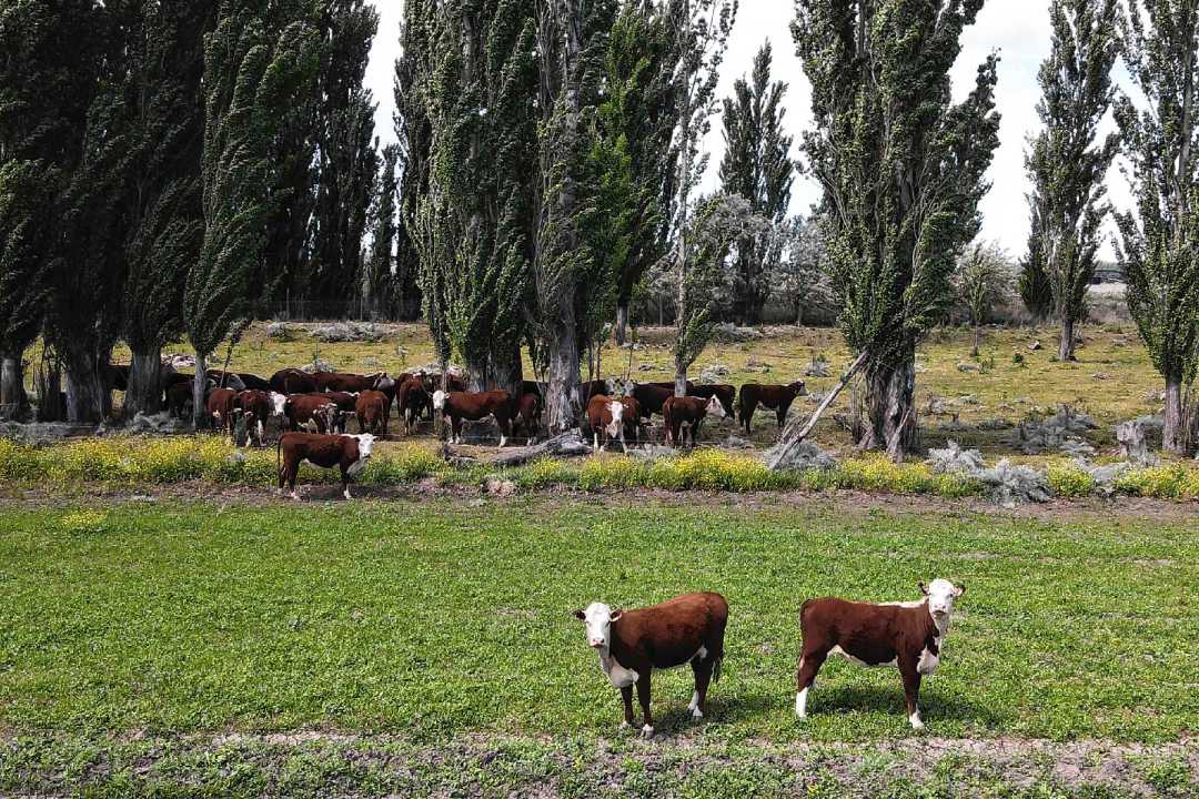 Gonzalo Pasos recría bajo riego en Viedma. Foto: Juan Thomes.