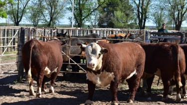 Río Colorado entra a jugar en las grandes ligas de la genética ganadera