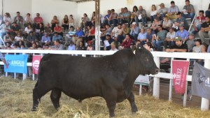 Resultados del 1° remate de Genética Productiva de la Patagonia realizado en Río Colorado