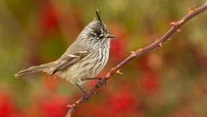 Pájaros de la Patagonia: un mundo por descubrir desde cualquier lugar en este Día Nacional del Ave