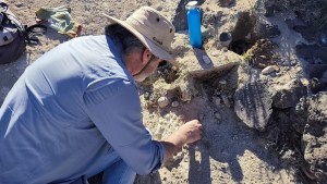 Hallazgo sin precedentes en el norte de Neuquén: encontraron fósiles jamás registrados en la zona