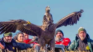 Liberaron a un cóndor rescatado en Santa Cruz y jamás imaginaron lo que ocurriría en el cielo: «Todos lloramos»