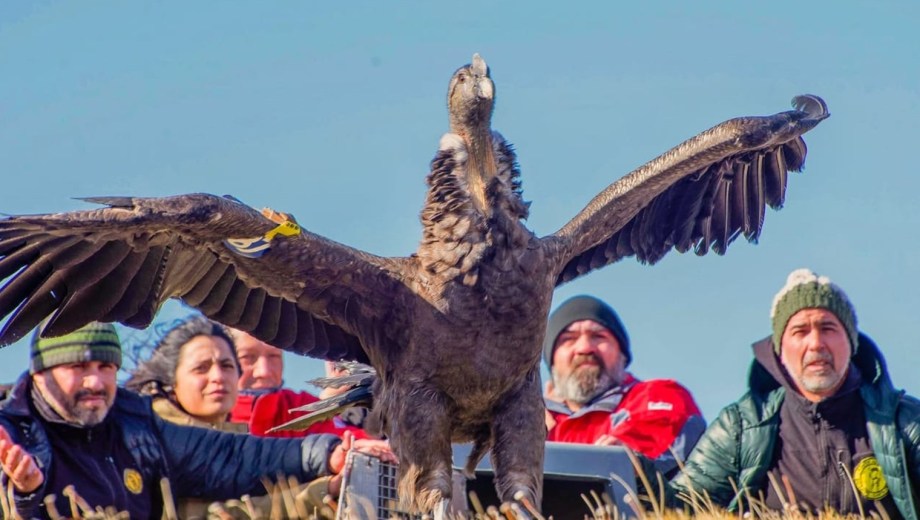 Liberaron a Walaq en Santa Cruz. Foto: Dante Diaz. 