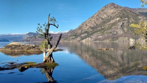 Redescubren en el Parque Lanín flora nativa que no se veía desde los años 60: un hallazgo bajo amenaza