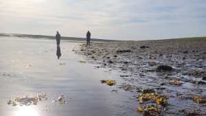 El alga introducida en la costa argentina que favorece el incremento de invertebrados marinos