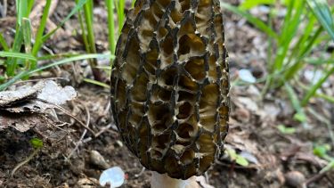 Después del incendio forestal en El Bolsón afloraron las morillas