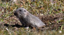 Imagen de Cómo descubrieron que los roedores subterráneos endémicos de Neuquén se comunican entre sí