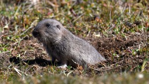 Cómo descubrieron que los roedores subterráneos endémicos de Neuquén se comunican entre sí