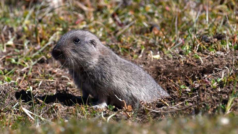 El tuco-tuco colonial es una especie endémica de Neuquén. Foto: Alejandro Carnevale
