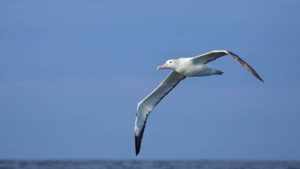 Impactante fenómeno: detectan cientos de aves vivas atrapadas dentro del huracán Melissa