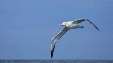Impactante fenómeno: detectan cientos de aves vivas atrapadas dentro del huracán Melissa