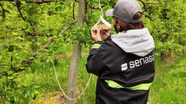 Curso para nuevos monitoreadores de carpocapsa en la provincia de Río Negro