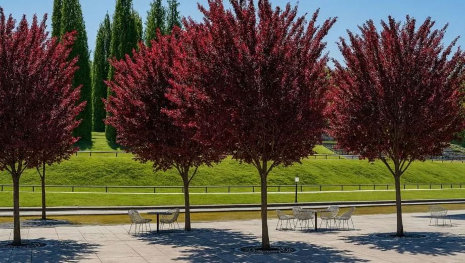 El árbol que no levanta veredas y da flores espectaculares en primavera