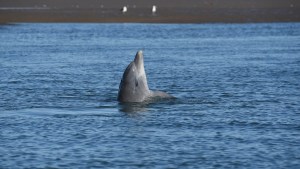 El delfín más vulnerable del país lucha por sobrevivir en la costa del Golfo San Matías