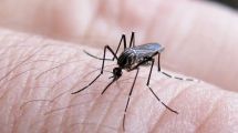 Imagen de Con el calor llega el dengue: qué medidas adoptar en Neuquén para proteger a tu familia