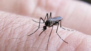 Con el calor llega el dengue: qué medidas adoptar en Neuquén para proteger a tu familia
