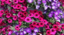 Imagen de Cinco razones y tips para tener petunias en tu jardín esta primavera: color, aroma y fácil cuidado