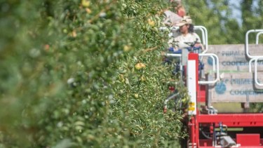 Heladas: qué impacto puede tener el ingreso del aire polar que llega en la semana sobre la producción de peras y manzanas
