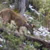Imagen de Proyecto Huemul: construyen un centro de aclimatación para avanzar en la recuperación de la especie