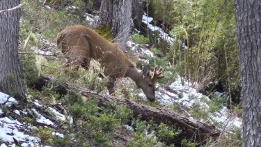 Newenche, el huemul monitoreado, visitó el Parque Nahuel Huapi y tiene un nuevo dispositivo de seguimiento