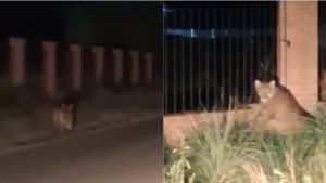 Video | Susto con un puma en Chubut: piden no salir a correr de noche y denuncian que atacó a caballos
