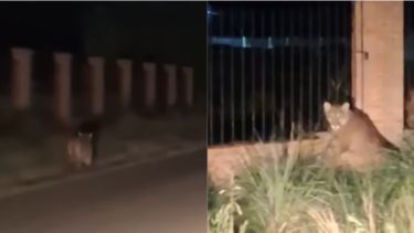 Video | Susto con un puma en Chubut: piden no salir a correr de noche y denuncian que atacó a caballos