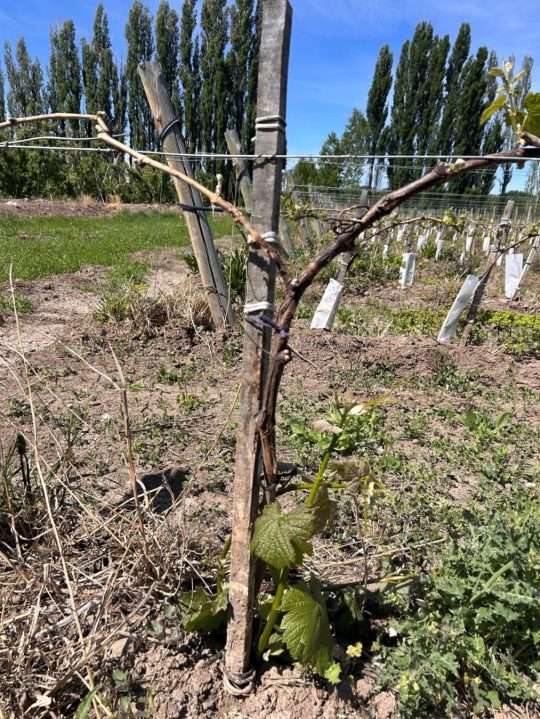 Viñedo de Malbec de 2 años de pie franco con rebrotes fuertes que indican el daño de la parte aérea. Foto: gentileza Juan Martín Vidiri.
