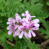 Imagen de Cinco plantas aromáticas para tener en casa durante la temporada de mosquitos