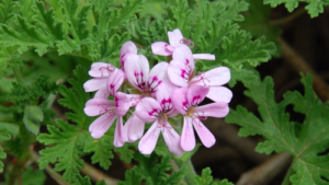 Cinco plantas que perfuman la casa y ahuyentan mosquitos