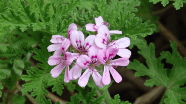 Cinco plantas que perfuman la casa y ahuyentan mosquitos