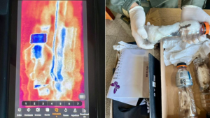 Enviaron ilegalmente tres lagartos africanos por encomienda hacia Chubut: se encontraron sobre la Ruta 3