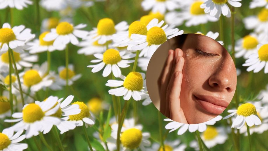 La manzanilla se consolida así como un recurso natural, económico y fácil de usar para sumar a la rutina de cuidado diario.