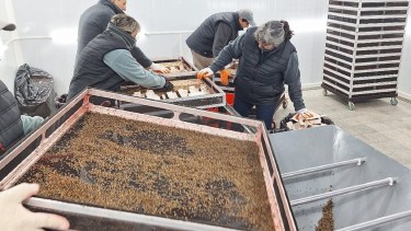 Mosca de los frutos: nueva temporada de liberación de machos estériles