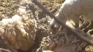 Matanza masiva: un criancero denunció que una jauría atacó más de 30 ovejas en Neuquén