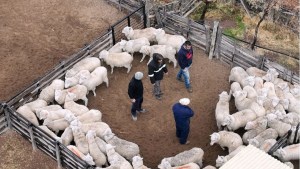 Sanidad animal: «el costo de prevenir siempre va a ser menor que el de perder un animal»