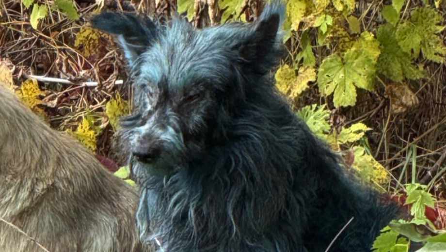 "Perros azules" en Chernóbil.-